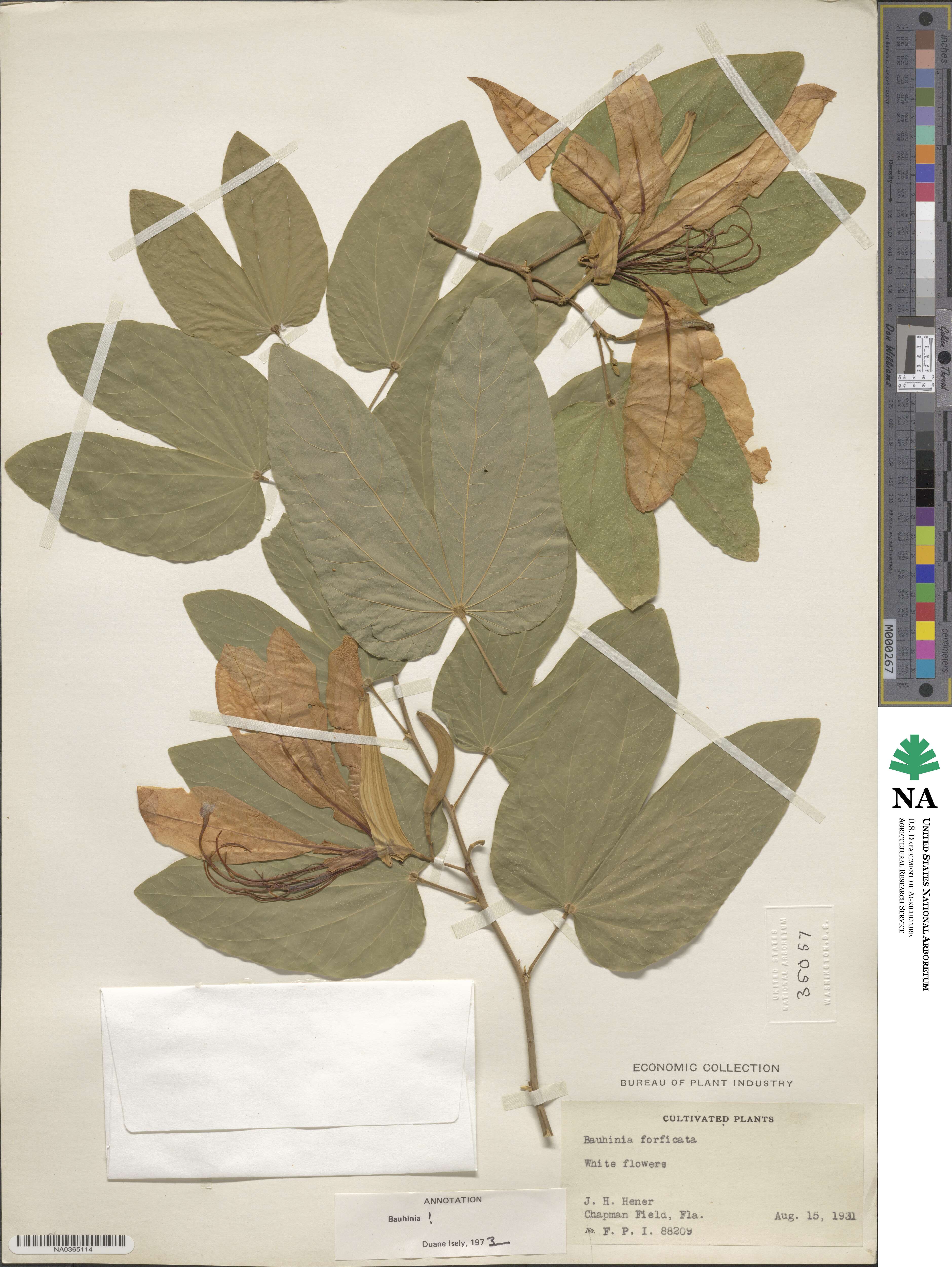 Bauhinia forficata image