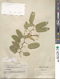 Bauhinia forficata image