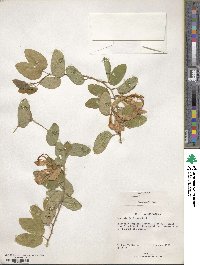 Bauhinia forficata image