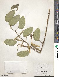 Bauhinia forficata image