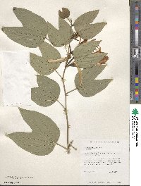 Bauhinia forficata image