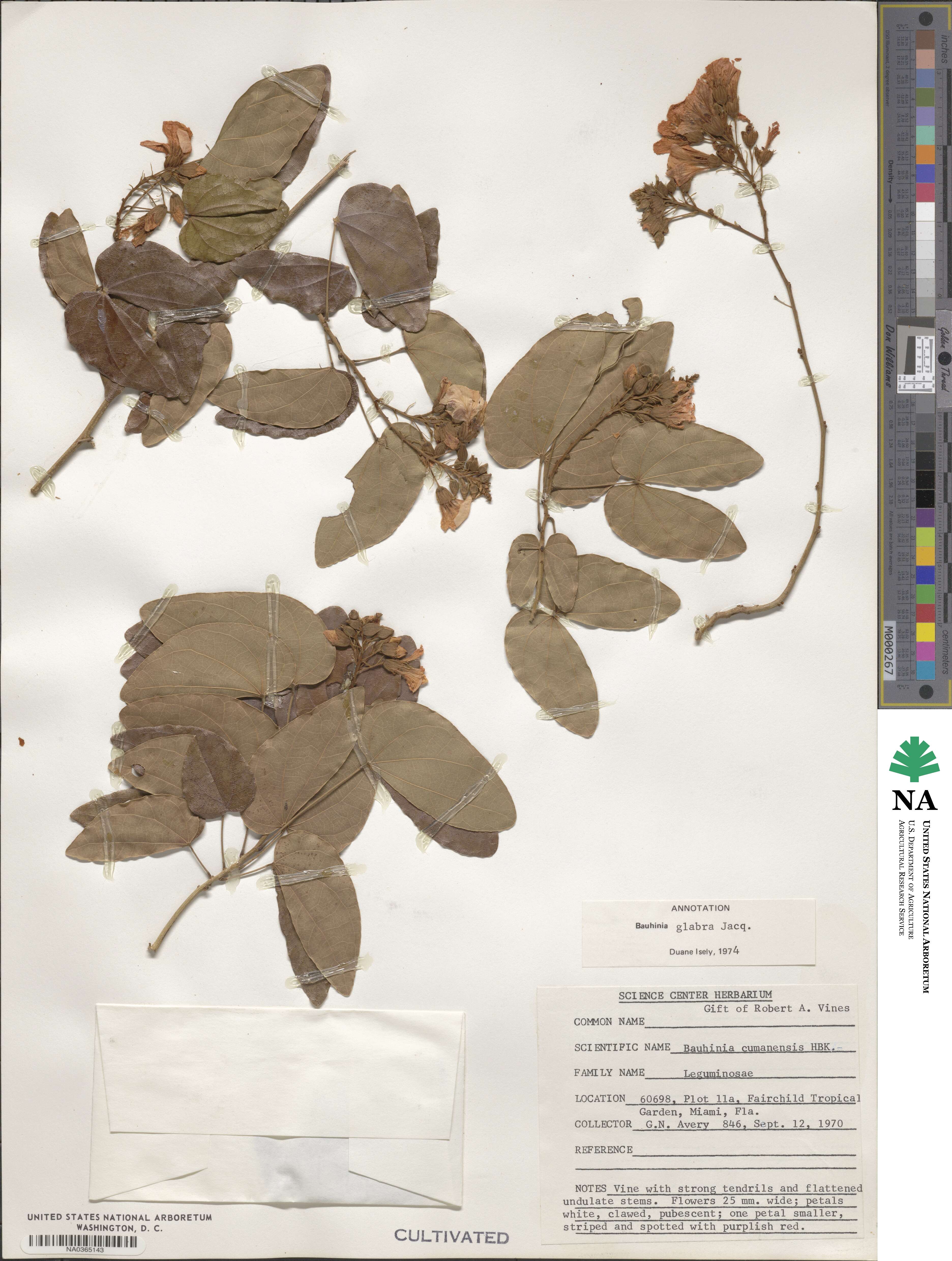 Schnella glabra image