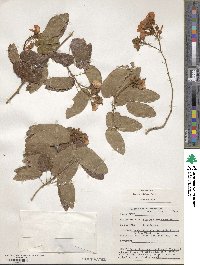 Schnella glabra image