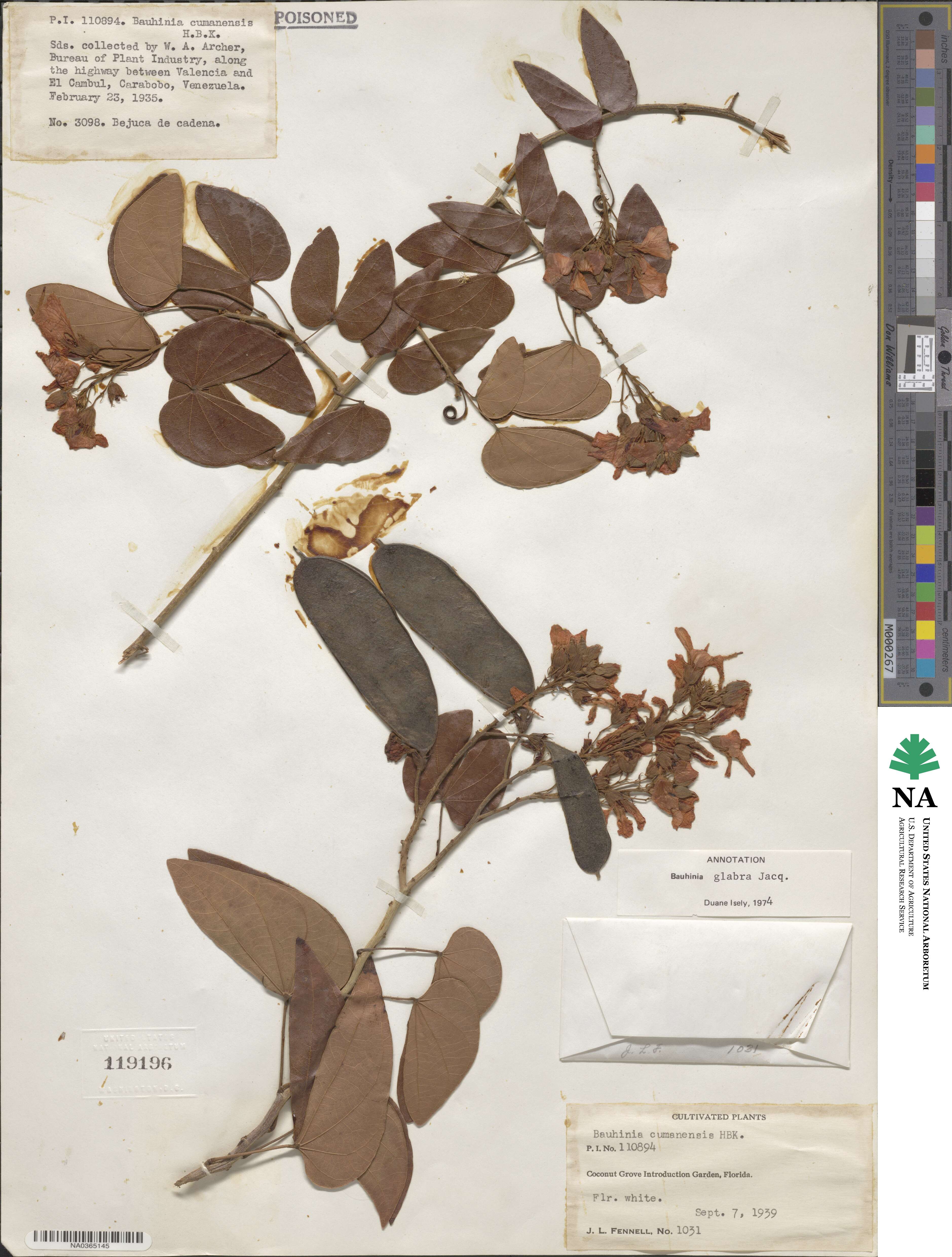 Schnella glabra image