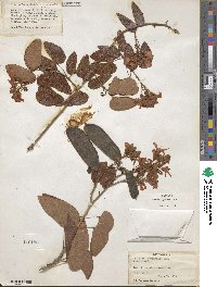 Schnella glabra image