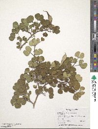 Bauhinia lunarioides image