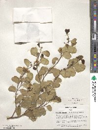 Bauhinia lunarioides image