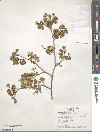 Bauhinia lunarioides image