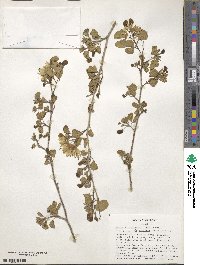 Bauhinia lunarioides image