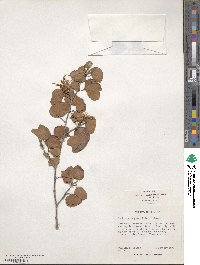 Bauhinia lunarioides image