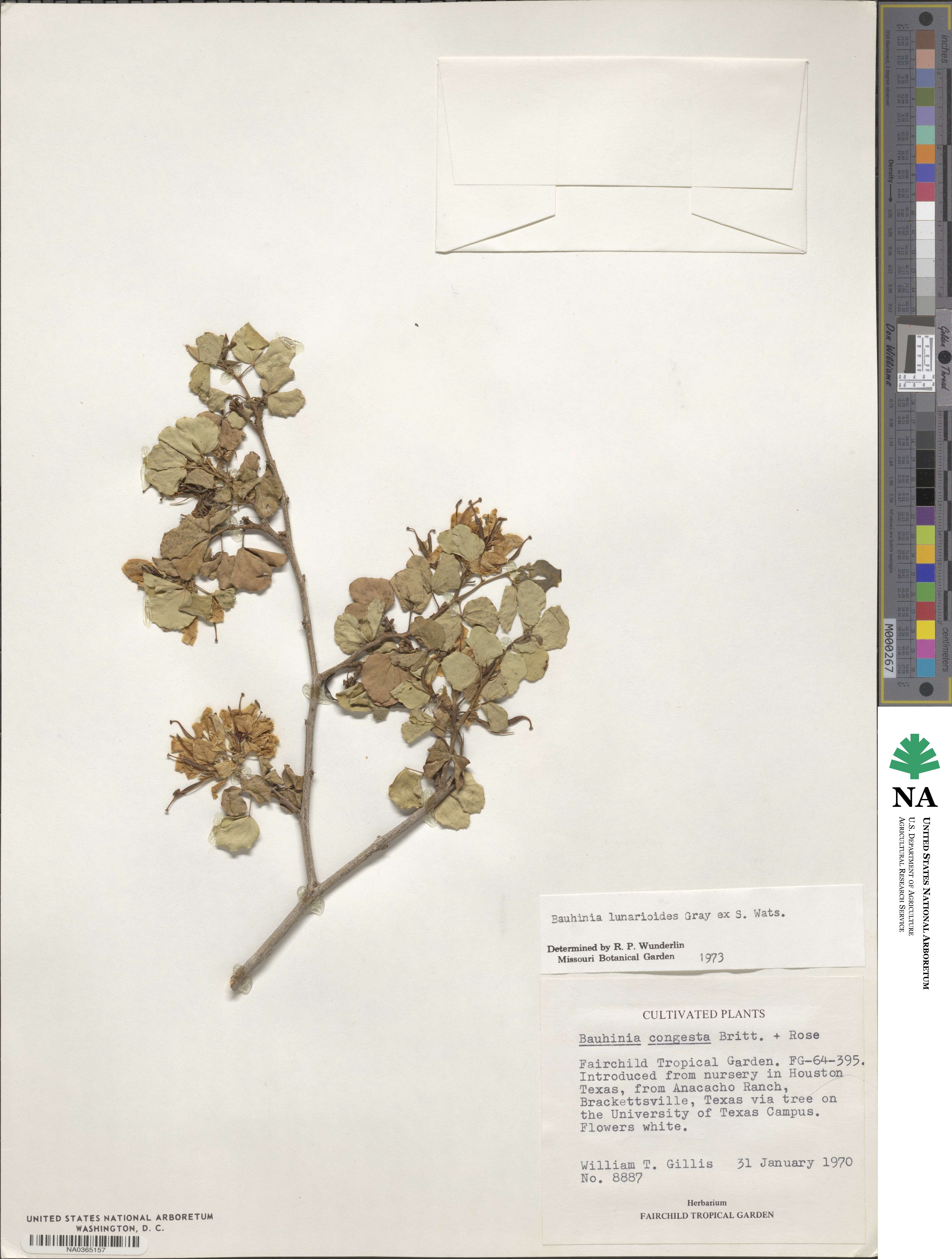 Bauhinia lunarioides image