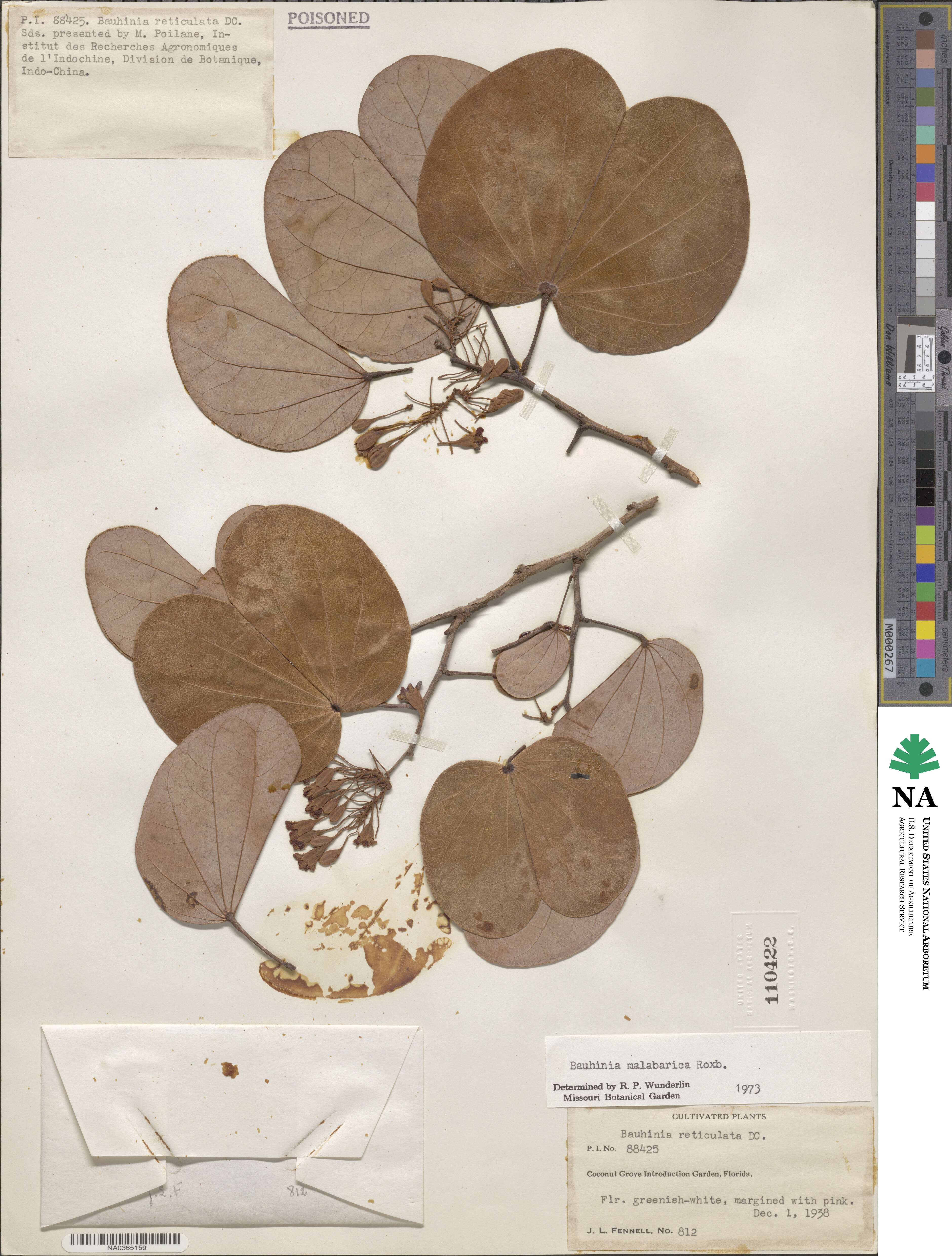 Piliostigma malabaricum image