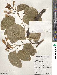 Bauhinia monandra image