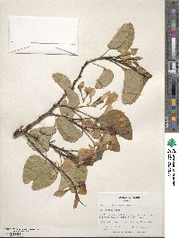 Bauhinia monandra image