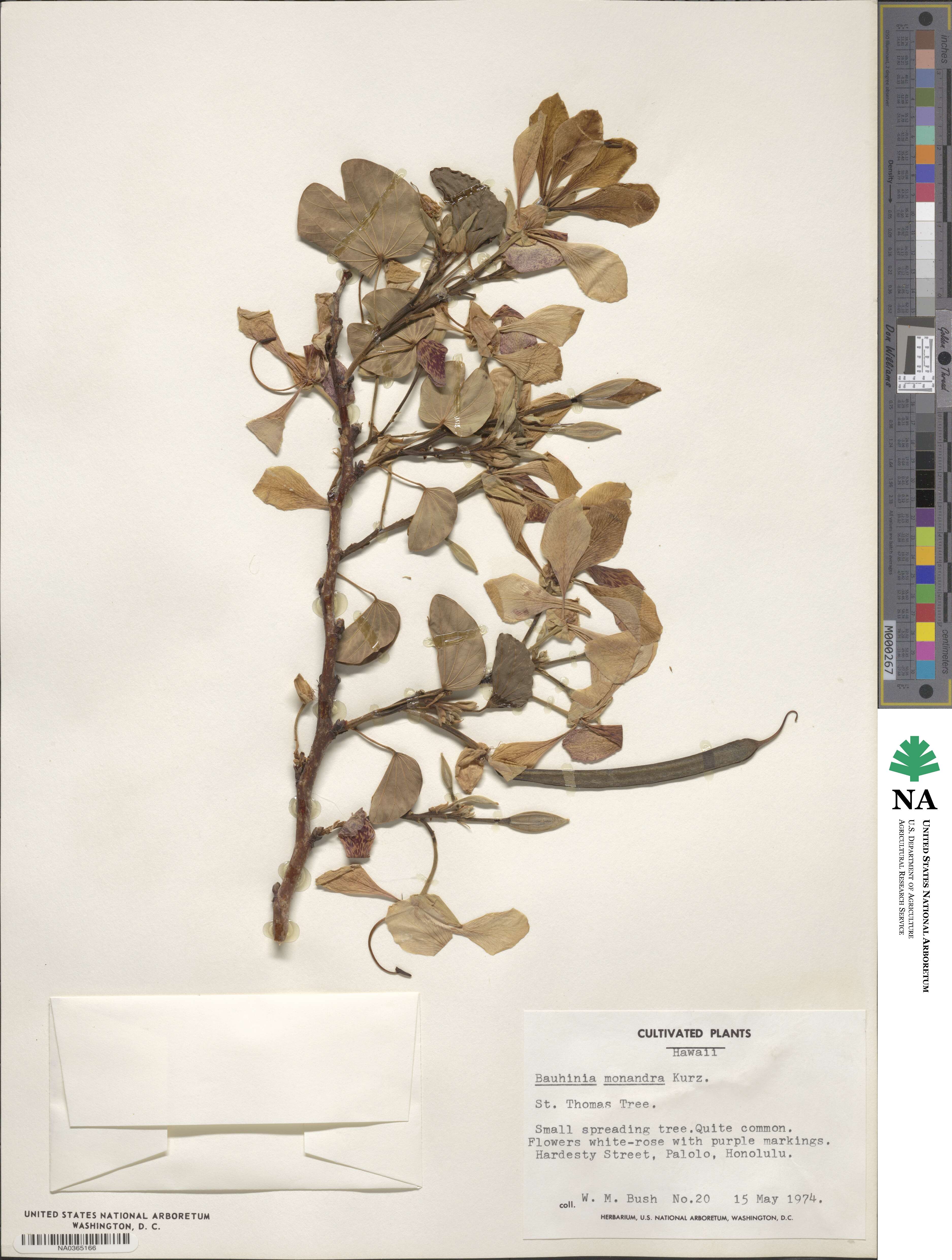 Bauhinia monandra image