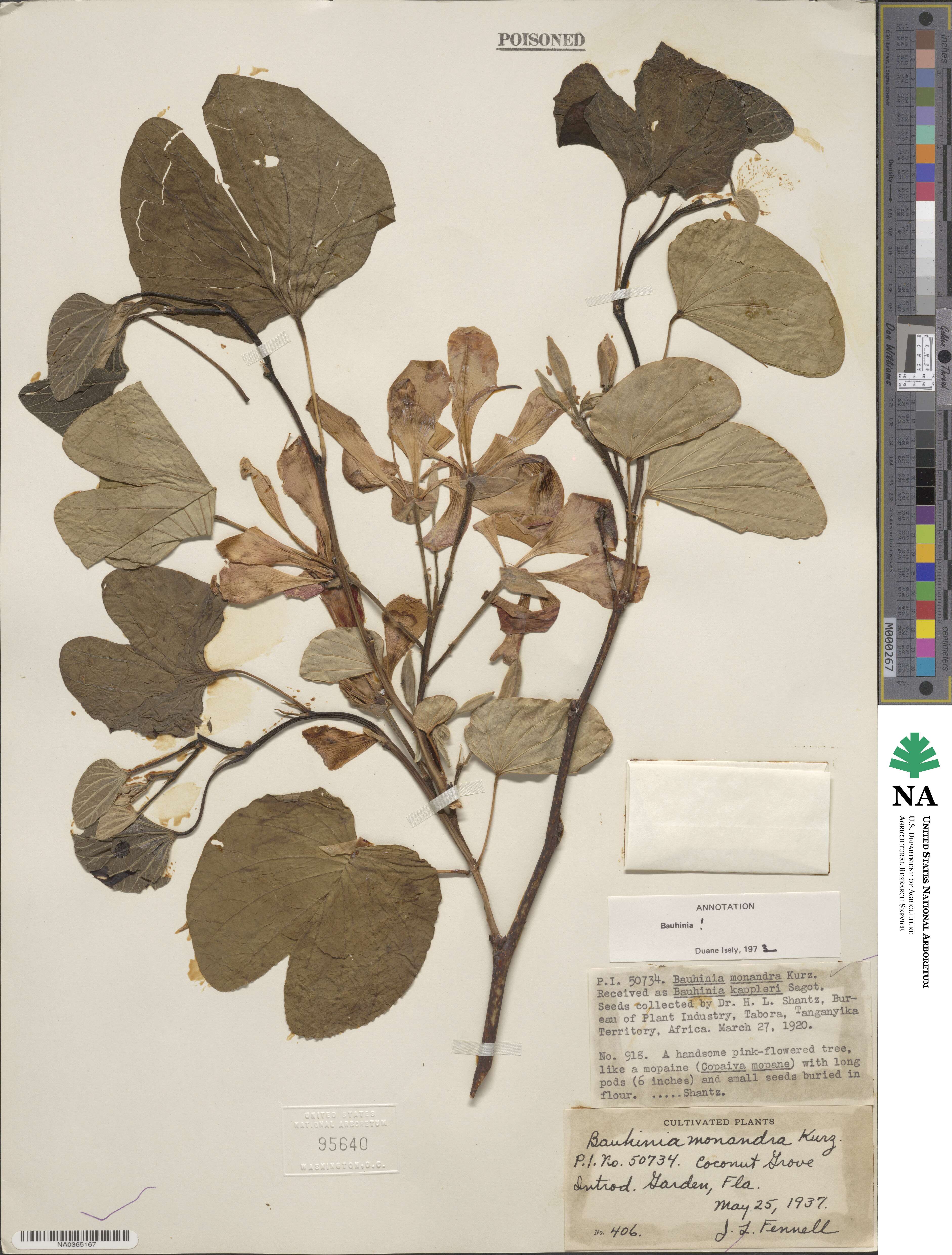 Bauhinia monandra image