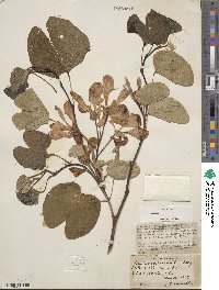 Bauhinia monandra image