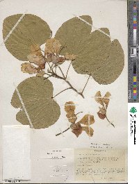 Bauhinia monandra image