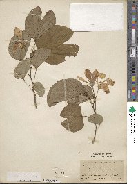 Bauhinia monandra image