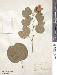 Bauhinia petersiana image