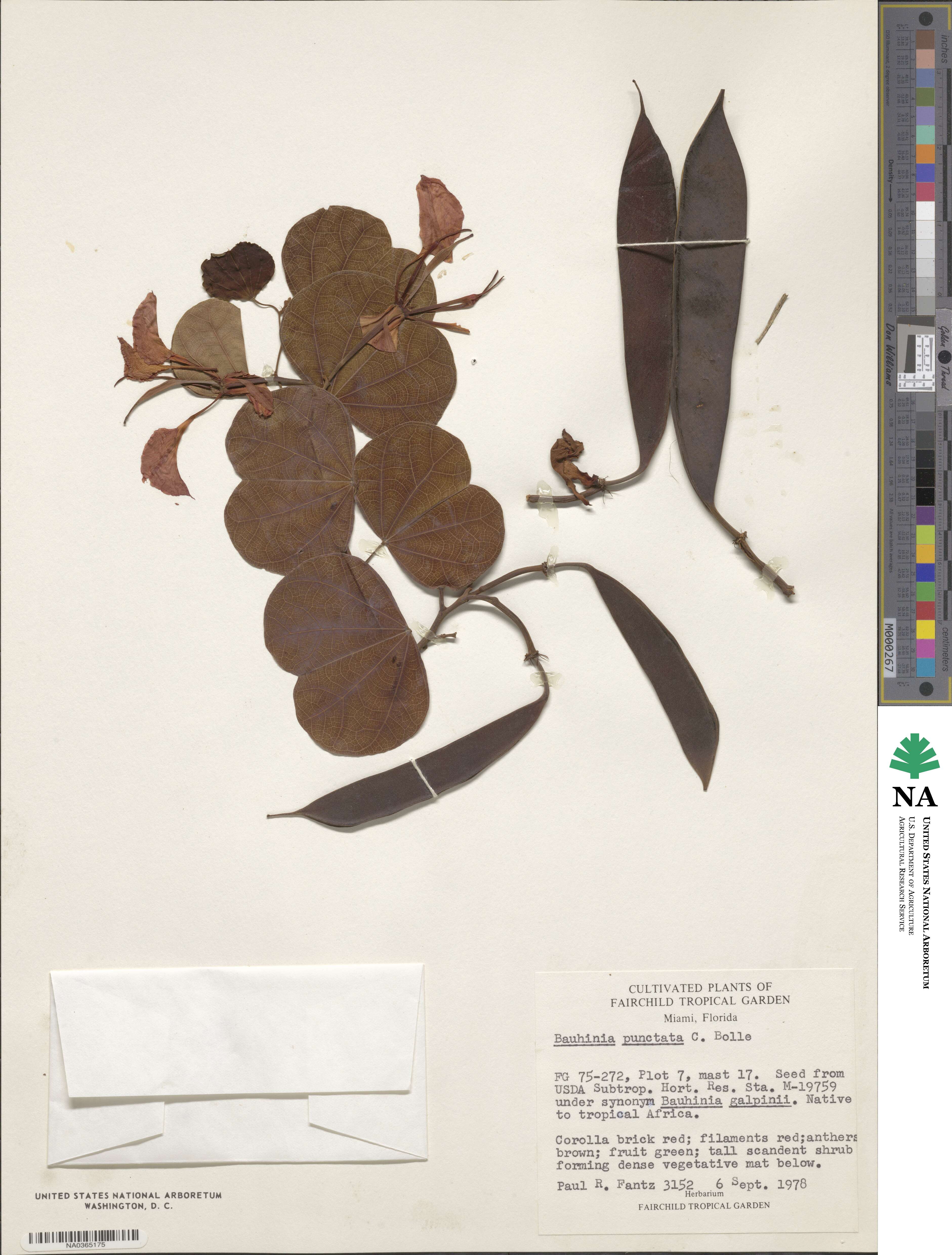 Bauhinia punctata image