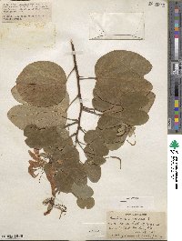 Bauhinia purpurea image