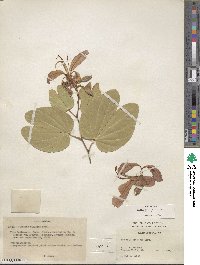 Bauhinia purpurea image