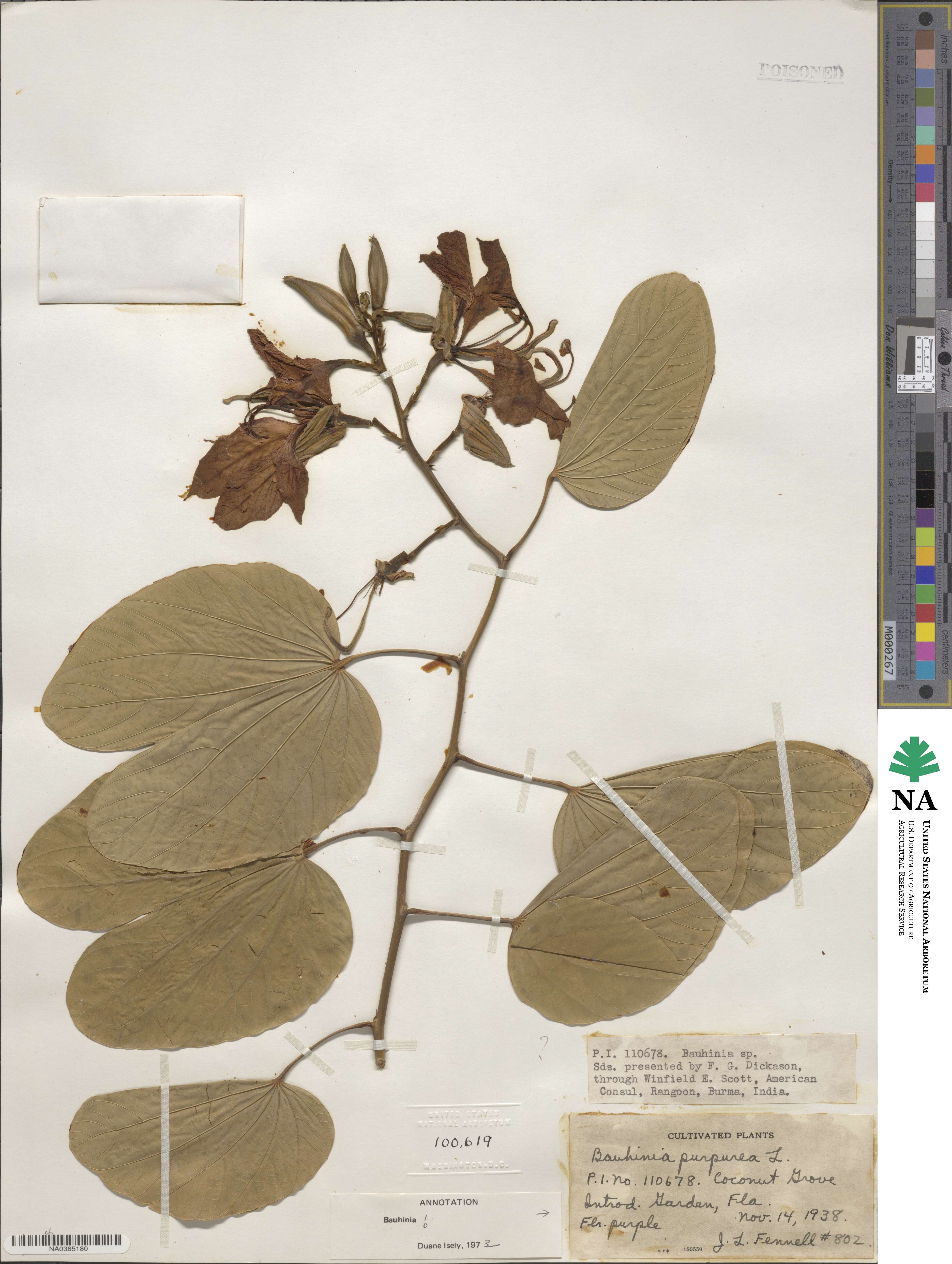 Bauhinia purpurea image