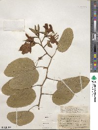 Bauhinia purpurea image