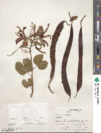 Bauhinia purpurea image