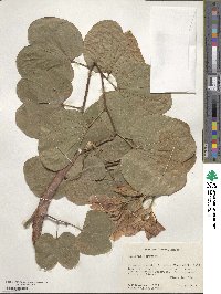 Bauhinia purpurea image