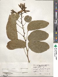 Bauhinia purpurea image