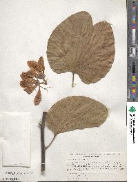 Bauhinia purpurea image