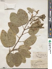 Bauhinia purpurea image