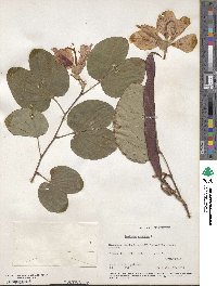 Bauhinia purpurea image