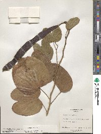 Bauhinia purpurea image