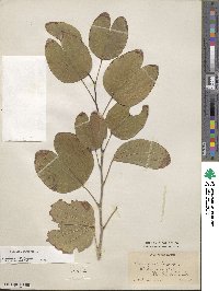 Bauhinia purpurea image