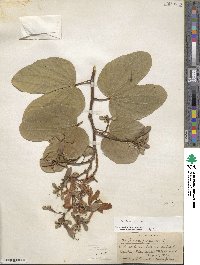 Bauhinia purpurea image