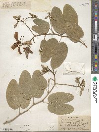 Bauhinia purpurea image