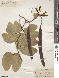 Bauhinia purpurea image