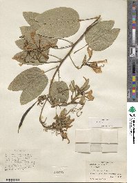 Bauhinia purpurea image