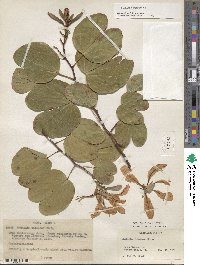 Bauhinia purpurea image