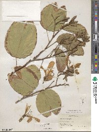 Bauhinia purpurea image