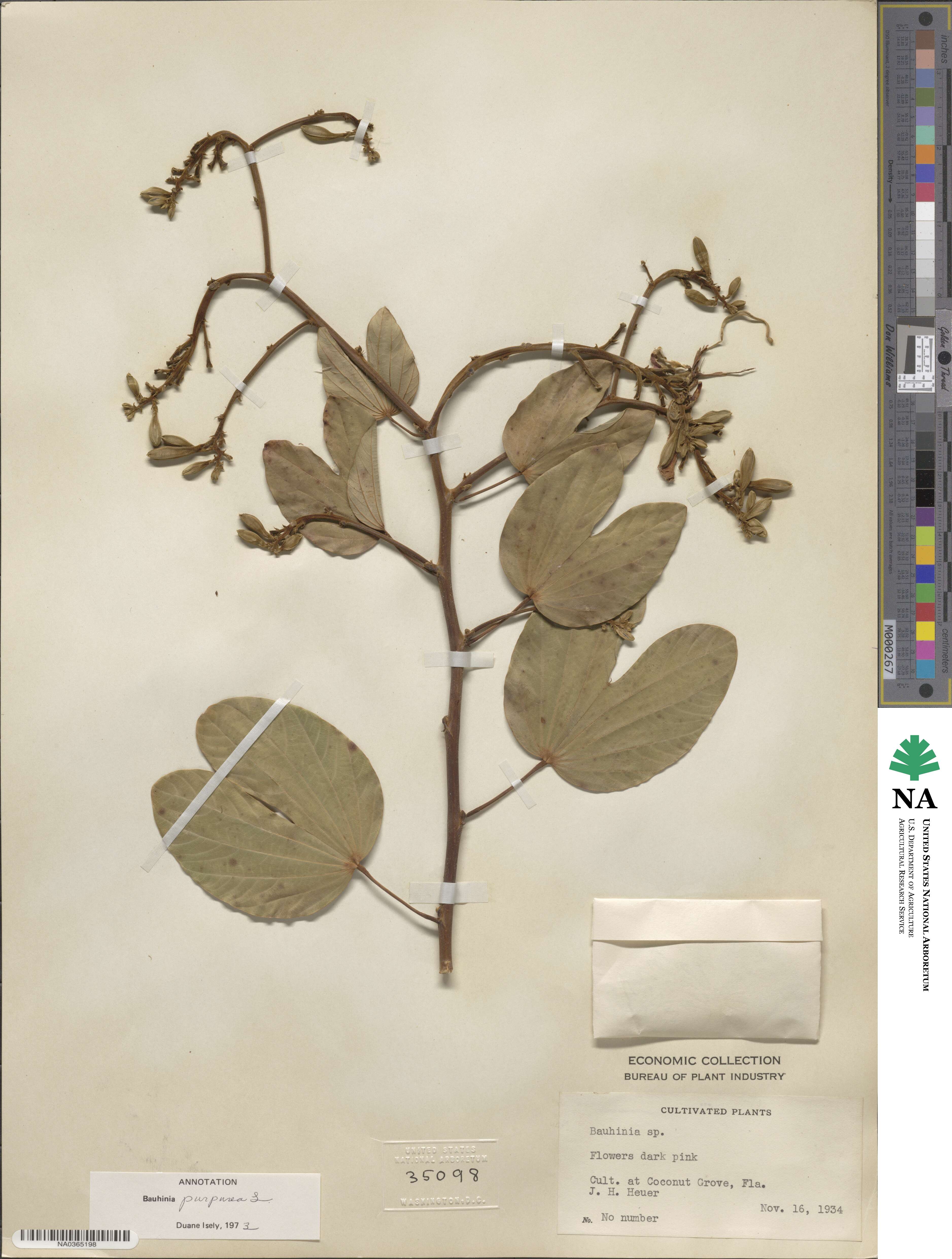 Bauhinia purpurea image