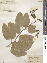 Bauhinia purpurea image