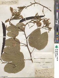 Bauhinia purpurea image