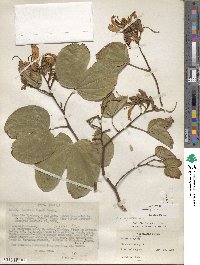 Bauhinia purpurea image