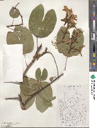 Bauhinia purpurea image