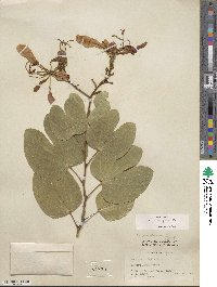 Bauhinia purpurea image