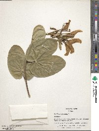 Bauhinia purpurea image